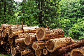木材 森