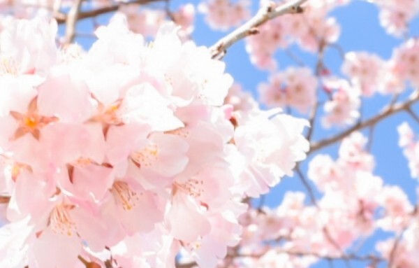 桜青空