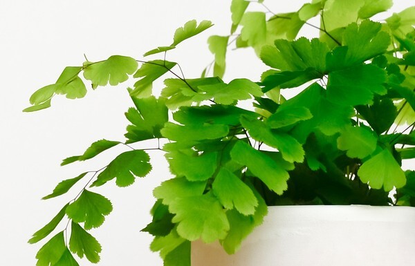 グリーン植物